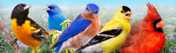 Colorful summer birds in morning meadow koozie