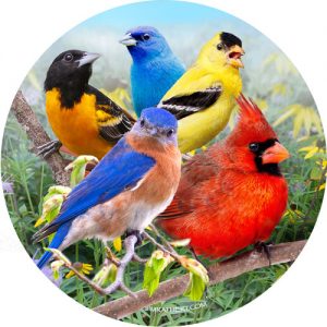 Colorful summer birds in morning meadow car coaster