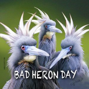 BAD HERON DAY potholder