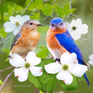 Bluebirds with flowering dogwoods potholder