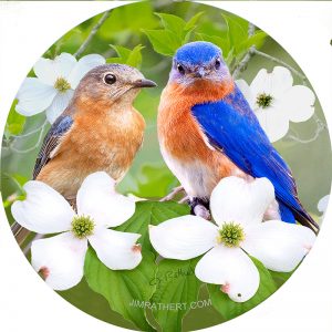 Bluebirds with flowering dogwoods car coaster
