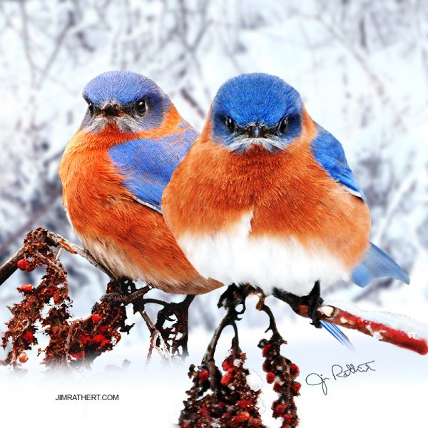 Bluebirds in snow potholder