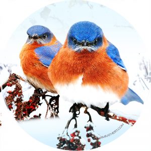 Bluebirds in snow car coaster