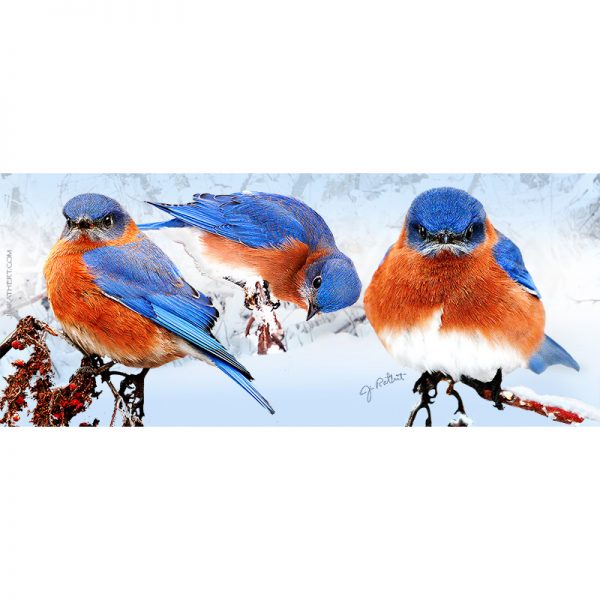 Blue Birds in Snow