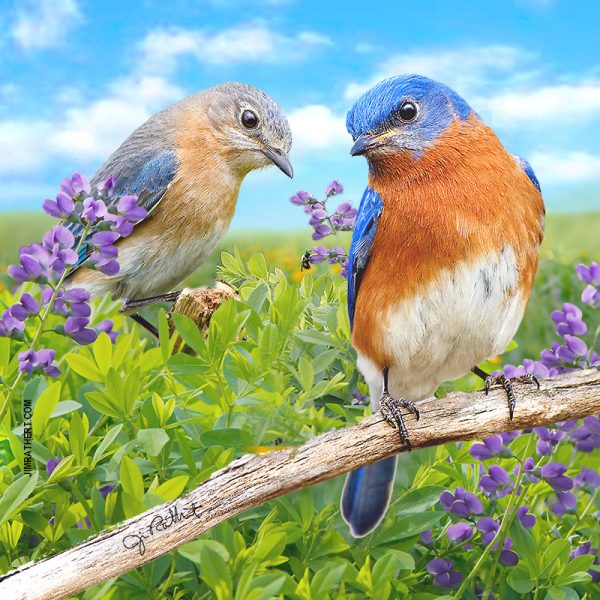 Summer bluebird pair potholder