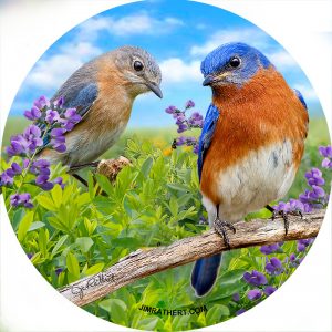Summer bluebird pair car coaster