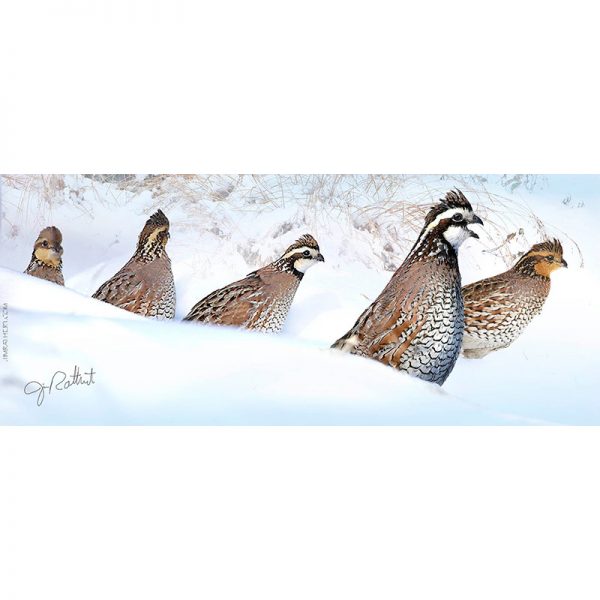 Bobwhite quail in snow keyholder