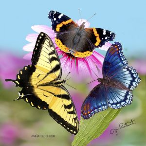 Colorful butterflies potholder
