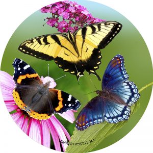 Colorful butterflies car coaster