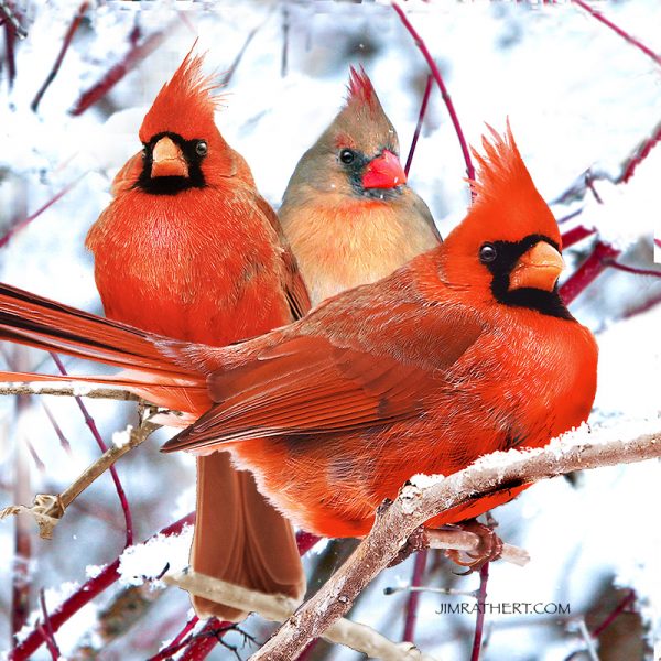 cardinals in snow potholder