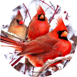 cardinals in snow car coaster