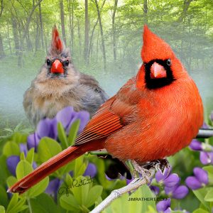 Cardinals in foggy summer woodland  potholder