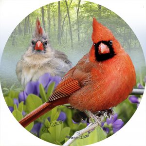 Cardinals in foggy summer woodland car coaster