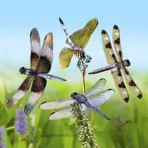 Four dragonflies potholder