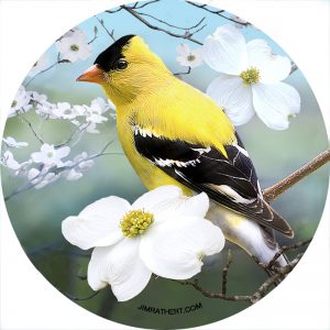 American goldfinches with flowering dogwoods s car coaster