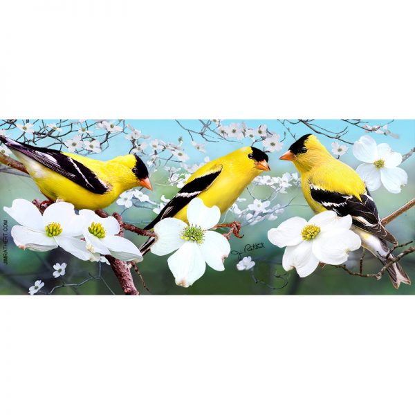 Goldfinches on Dogwood