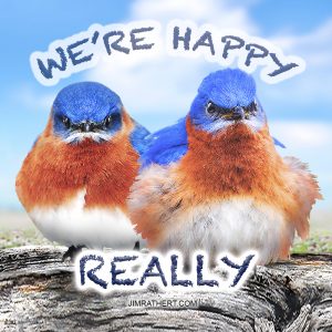 Happy bluebirds potholder