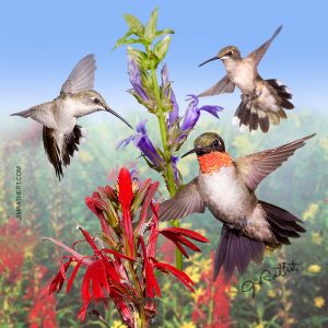 Ruby-throated hummingbird potholder