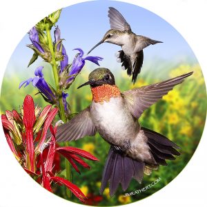 Ruby-throated hummingbirdcar coaster