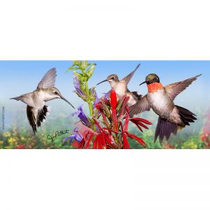 Ruby-throated hummingbird key holder