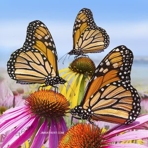 Monarch butterflies on coneflowers potholder