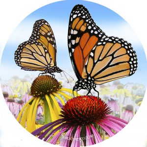 Monarch butterflies on coneflowers car coaster