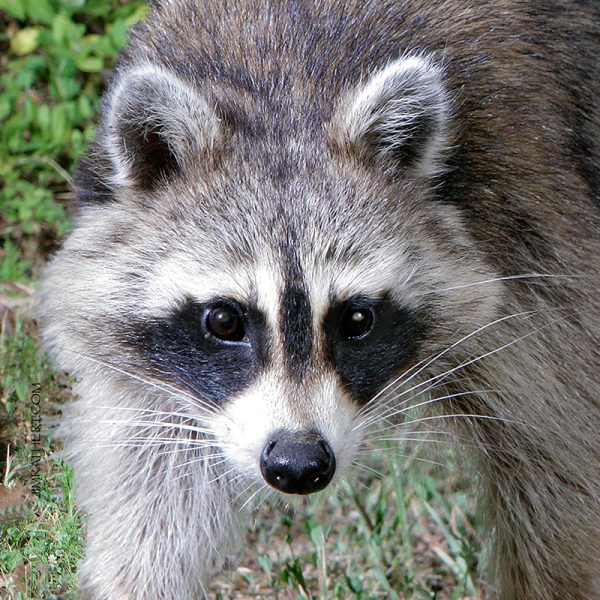 Raccoon potholder