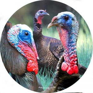 Wild turkey males coaster