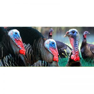 Wild turkey males keyholder
