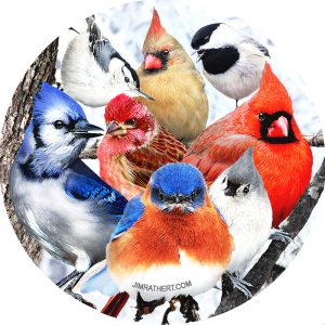 Colorful winter birds in snow car coaster