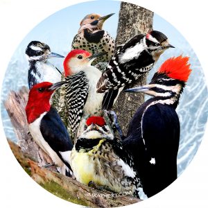 Woodpeckers car coaster